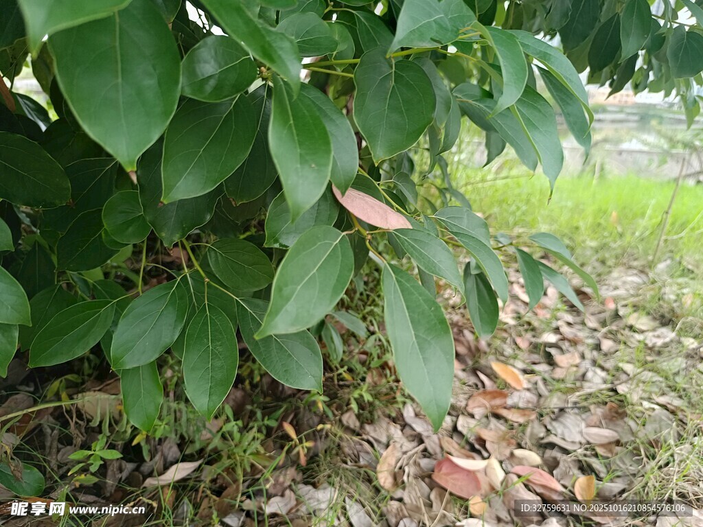 绿叶繁茂的树下景象