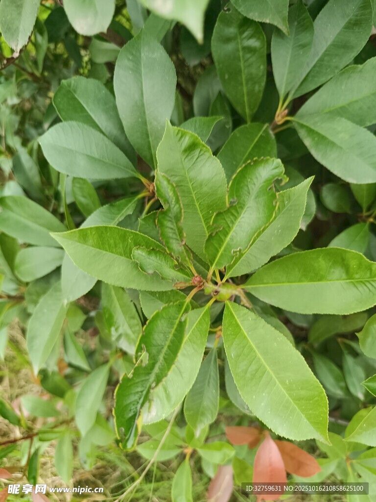 翠绿繁茂的掌状叶片植物