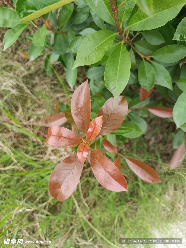 红叶植物特写