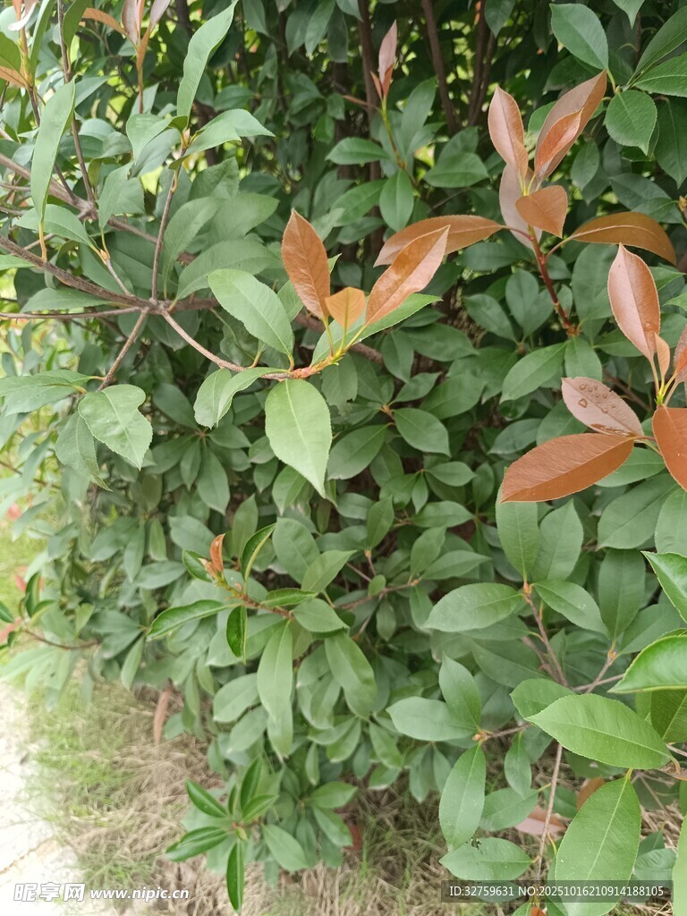 红叶绿叶交织的植物景观