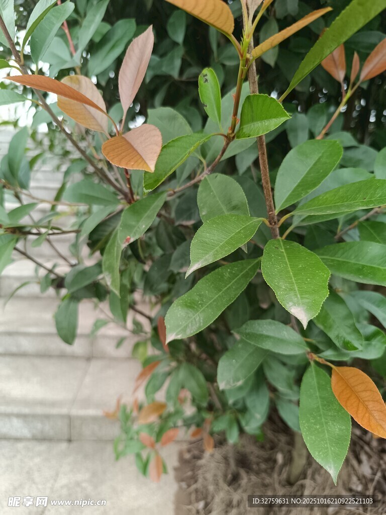 绿叶红边植物特写