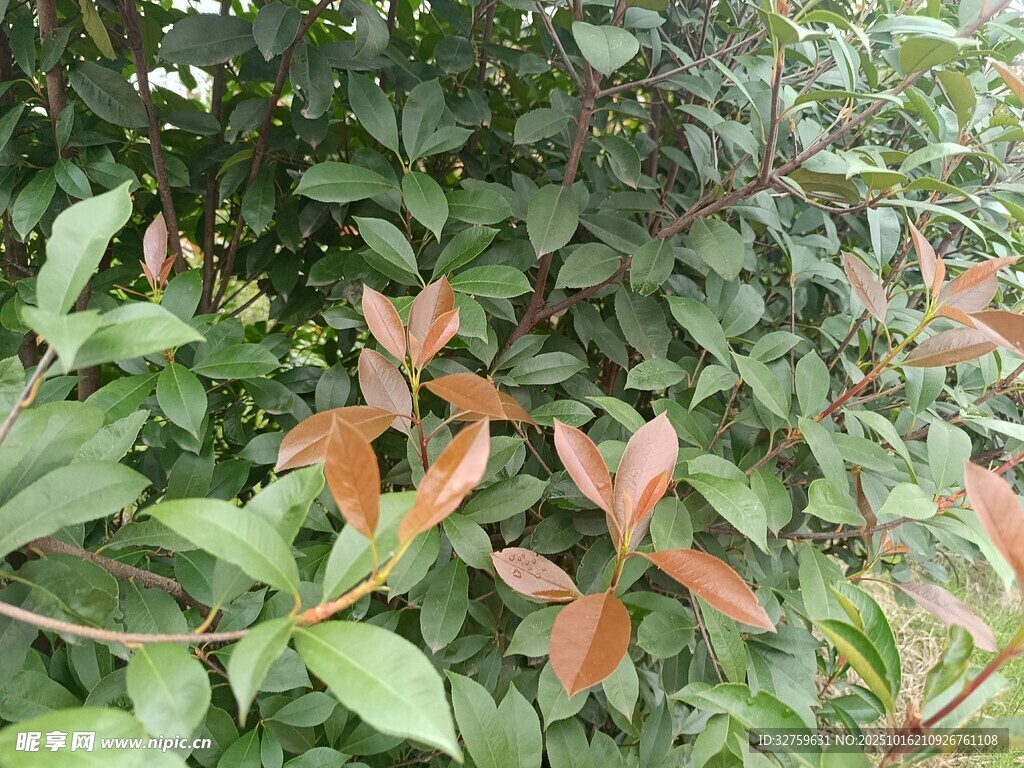 绿叶间的橙红色花卉