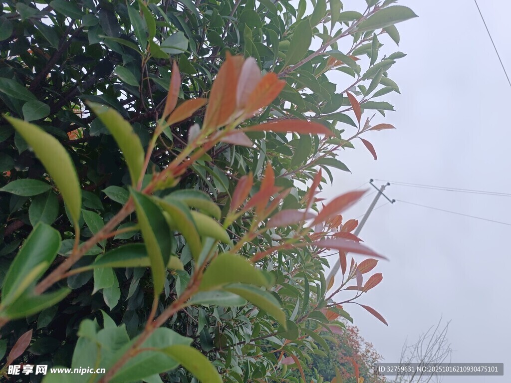 绿叶红梢的植物景观