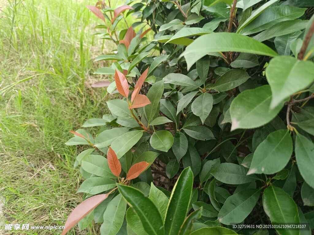 绿叶间的红嫩枝叶