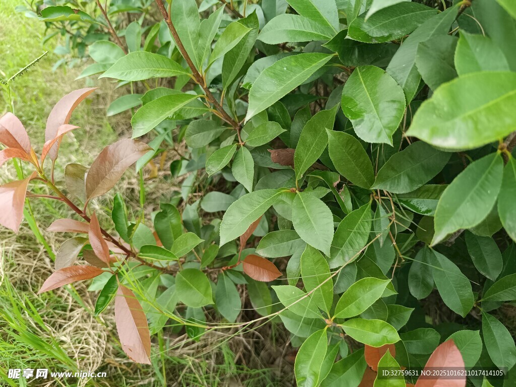 绿叶间的粉红花枝