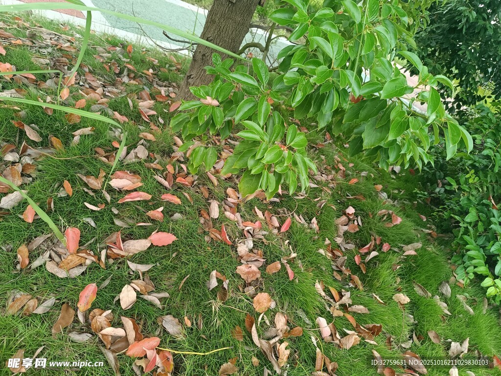落叶铺地