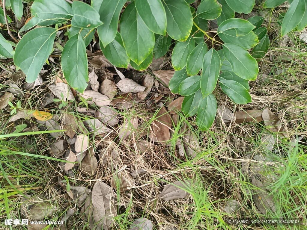 地面枯叶与绿植景象