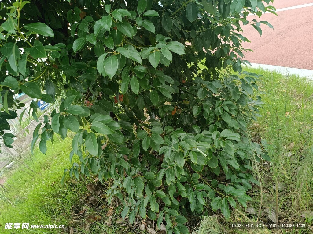绿叶繁茂的灌木植物