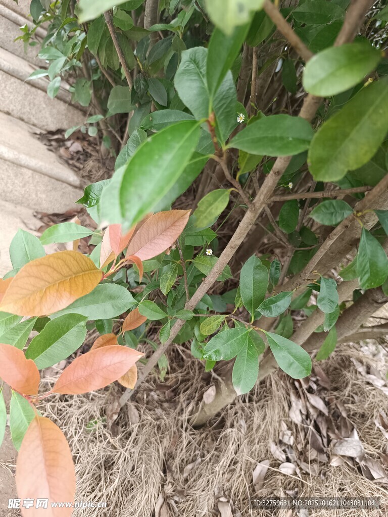 绿叶与红叶交织的植物