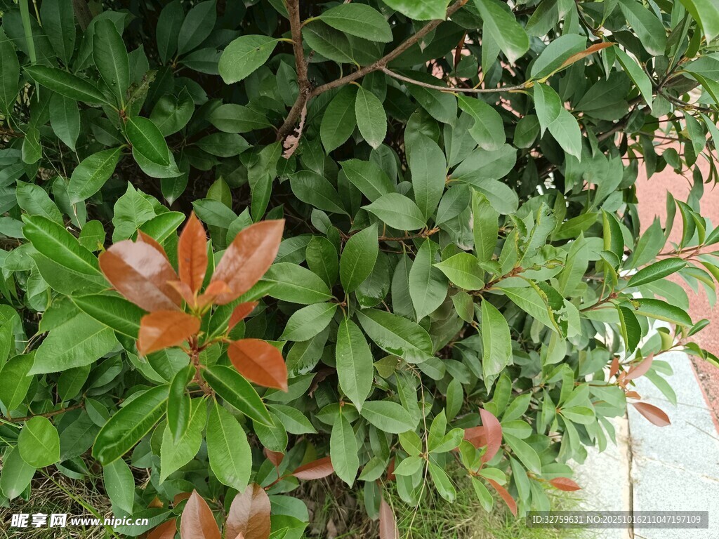 绿叶间的艳红新叶