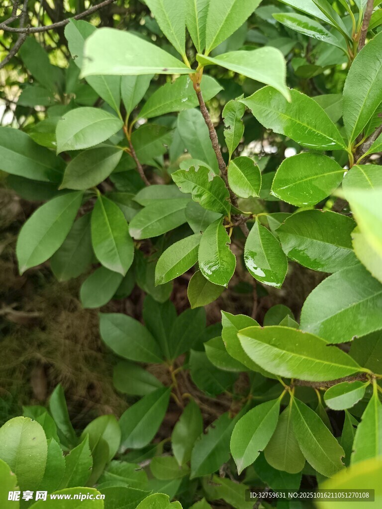 绿叶繁茂的植物景观