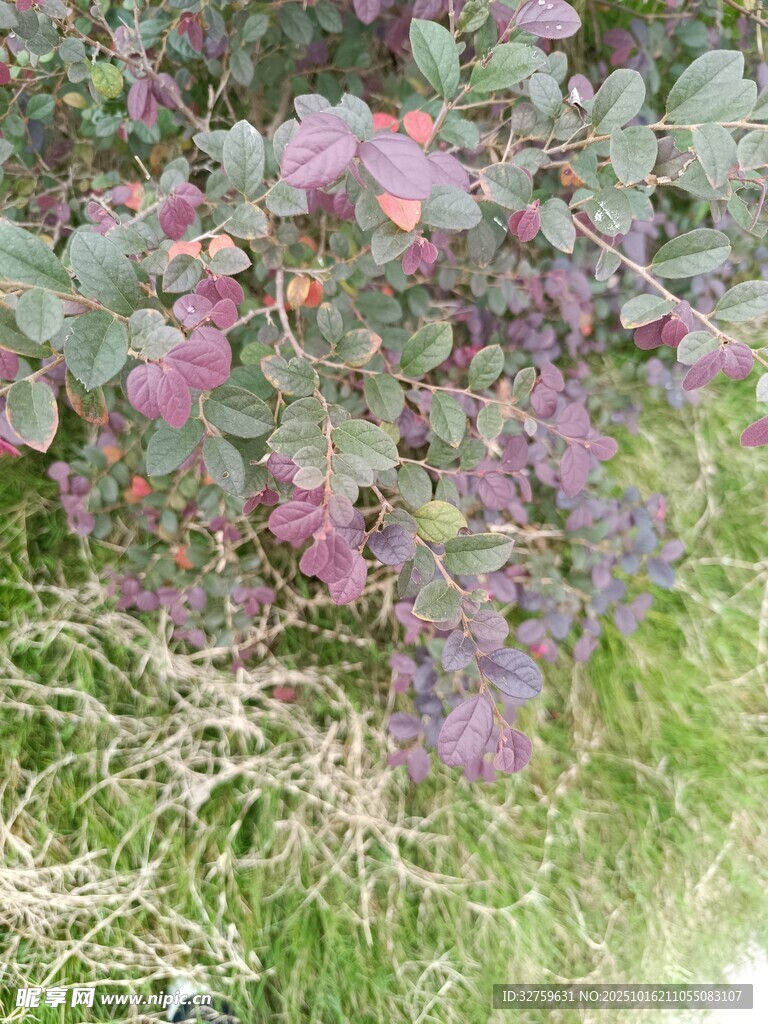 紫色叶片植物特写
