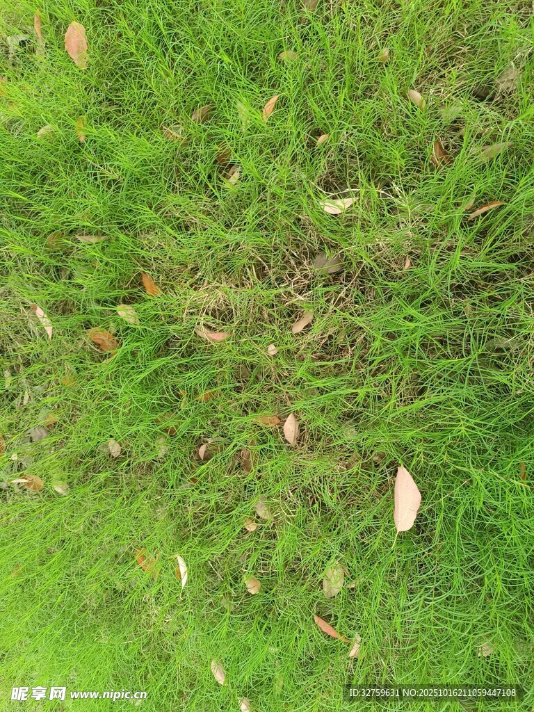 翠绿草地散落枯叶