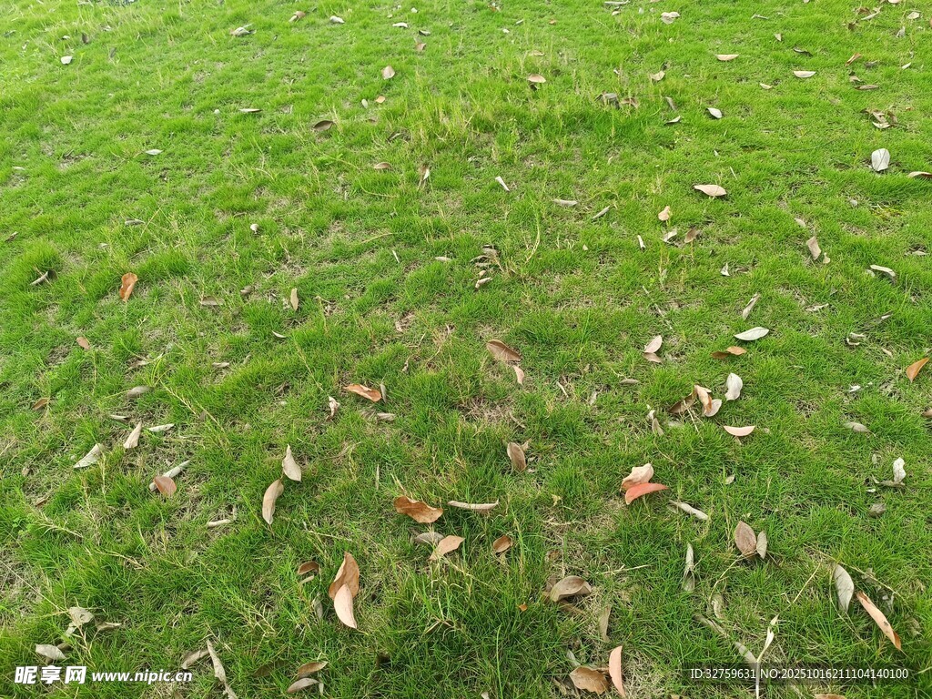 草地上散落的枯黄树叶