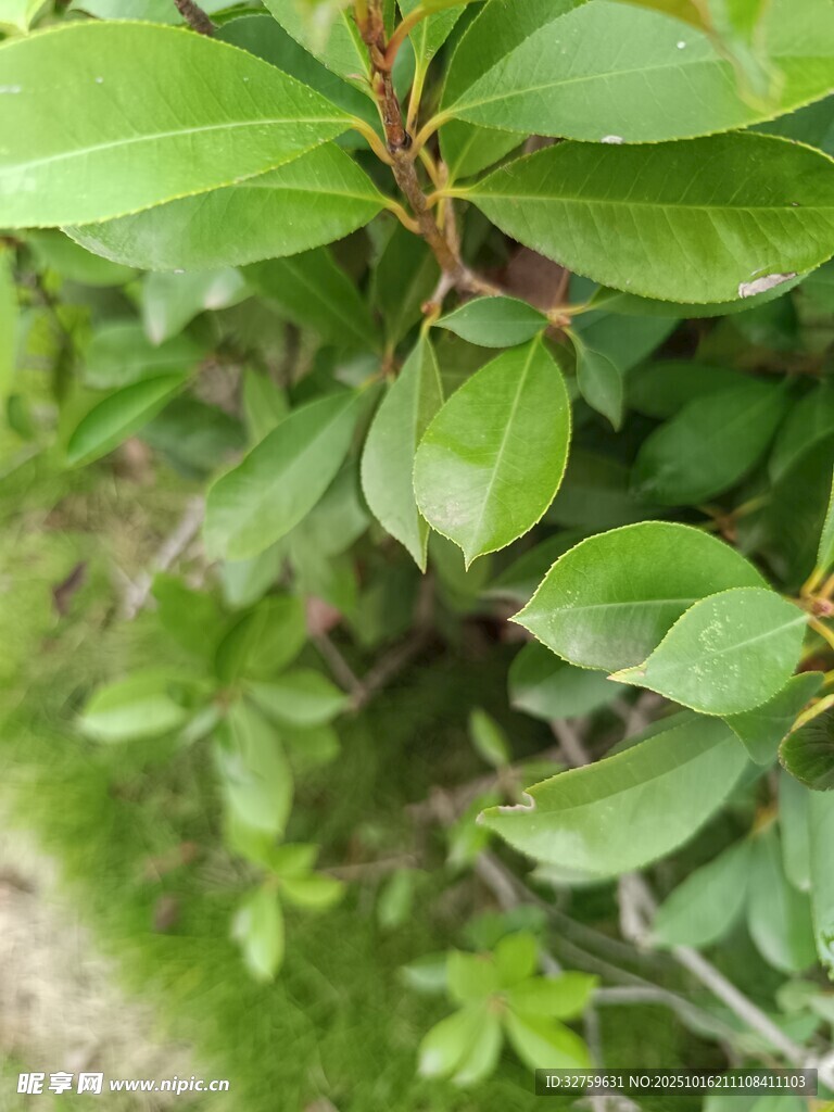翠绿叶片的生机植物