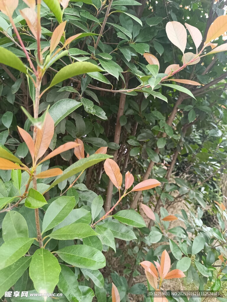 红叶石楠绿植特写