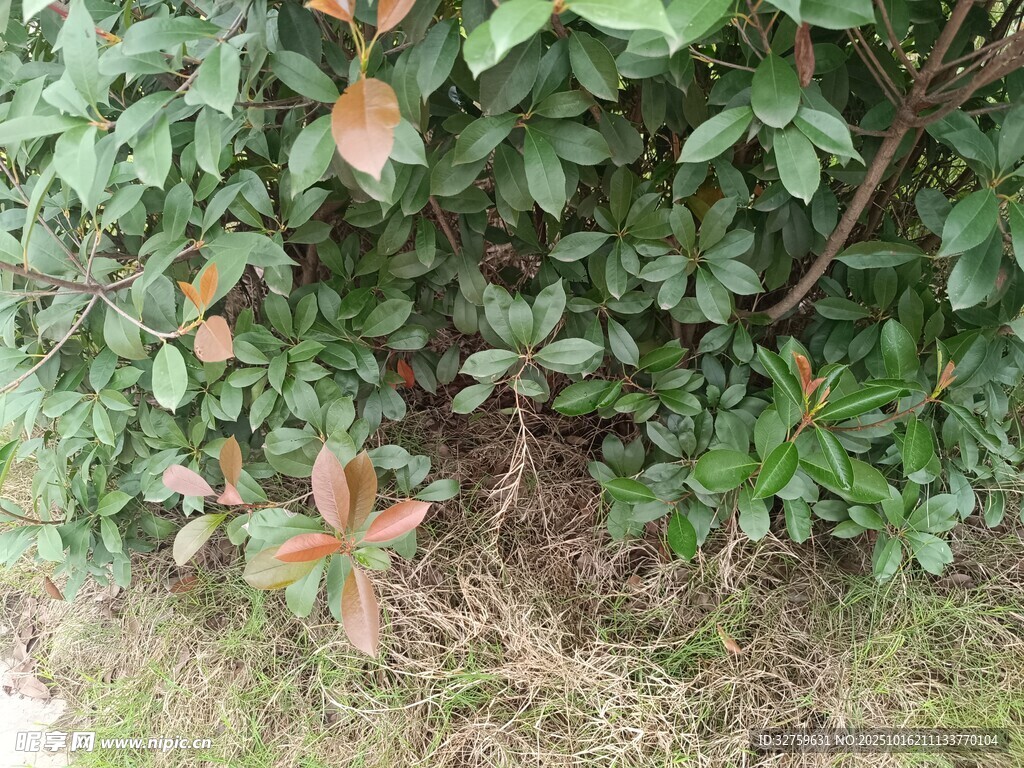 绿叶间的红嫩枝叶