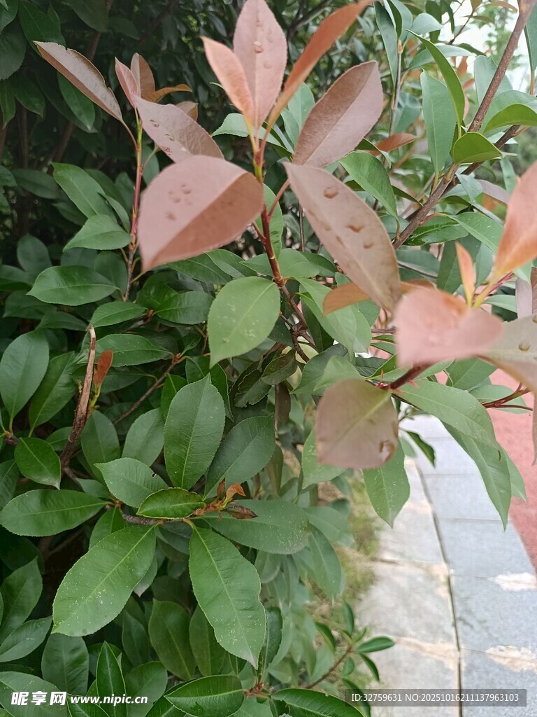 红叶绿植景观