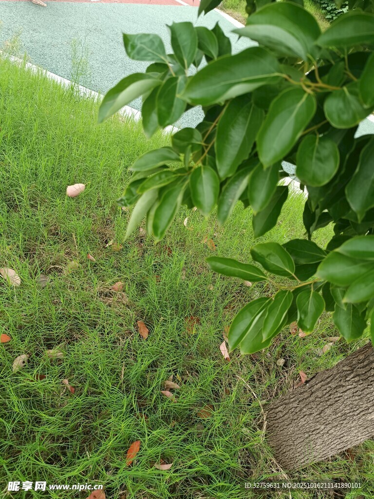 绿叶青草间的生机景象