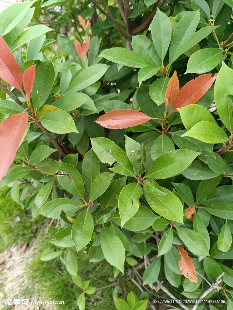 红绿相间的叶片植物