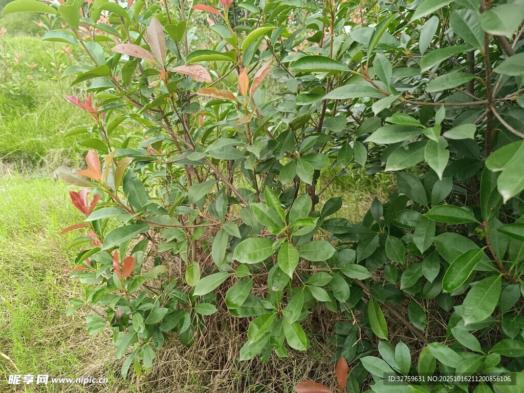 绿叶繁茂的户外植物景观