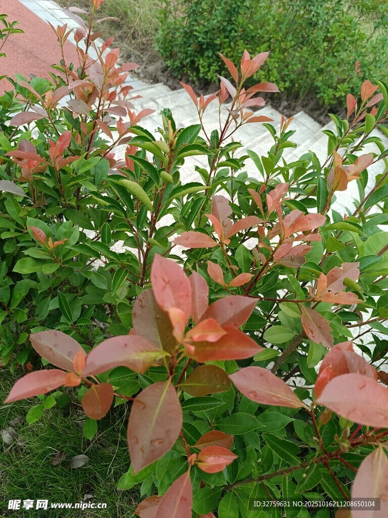 鲜艳多彩的绿叶植物