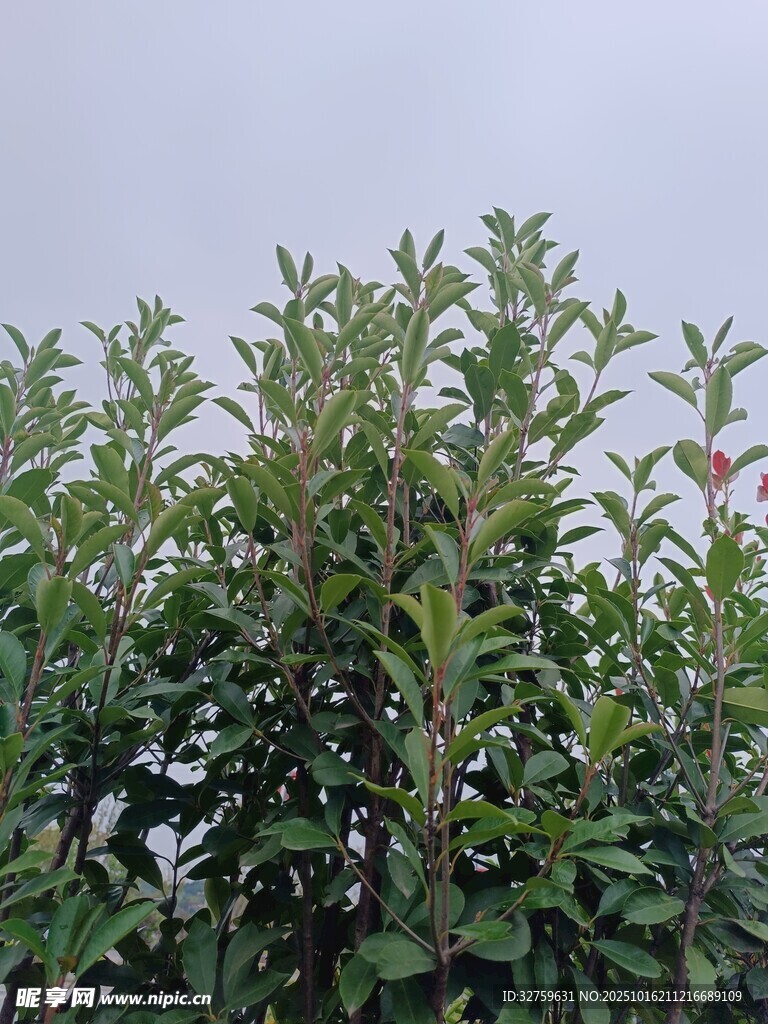 绿叶繁茂的灌木丛