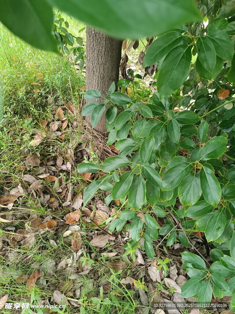 树下绿植与落叶景象