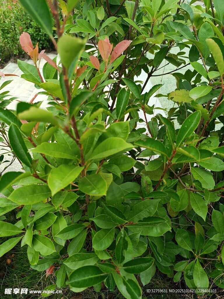 翠绿繁茂的灌木丛