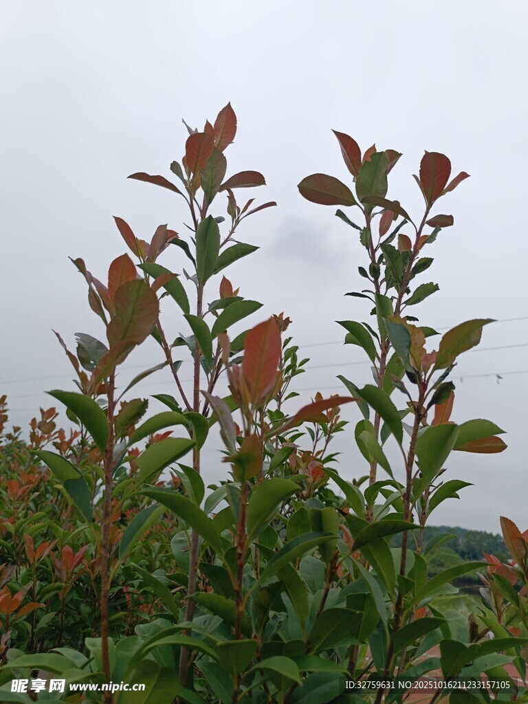 红叶植物特写