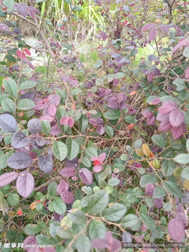 繁茂花丛中的多彩叶片