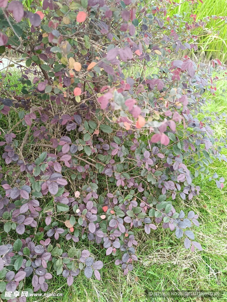 紫色灌木植物特写