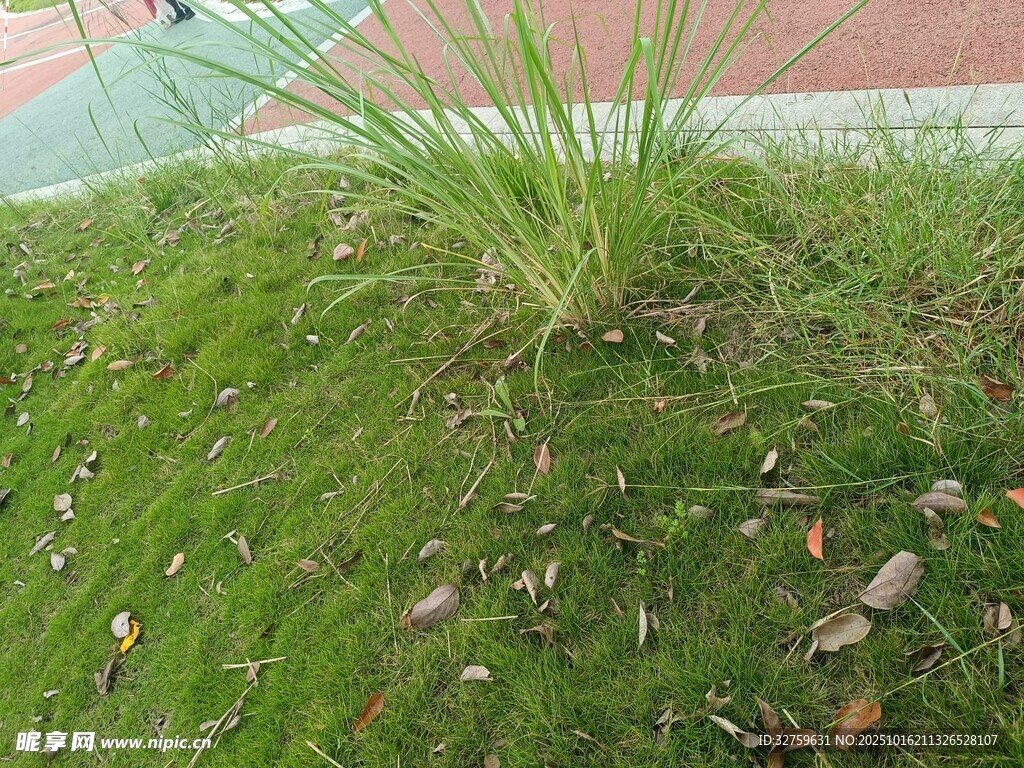 草坪上的一丛青草