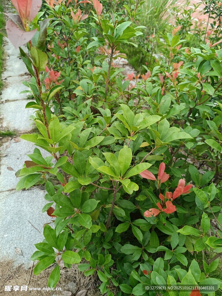 绿叶间的艳红花卉