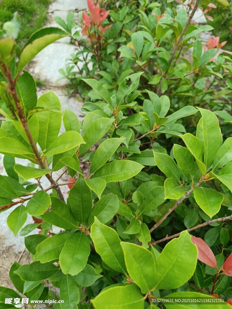 绿叶红花植物景观