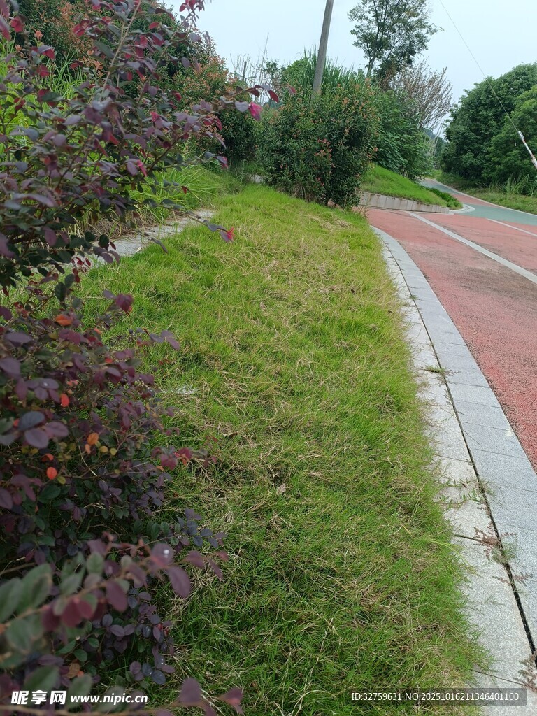 路边绿植景观