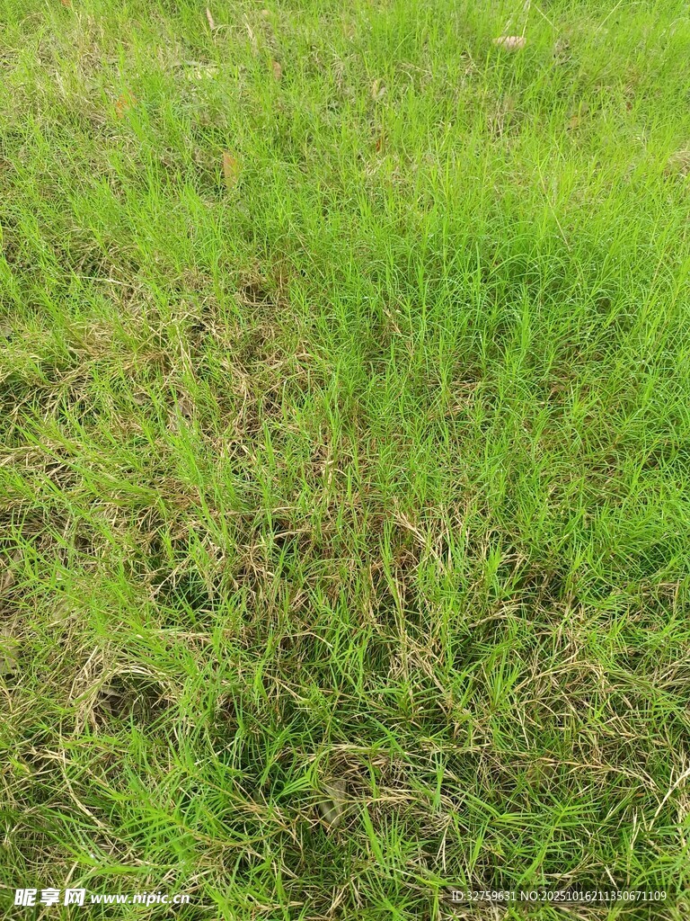 翠绿草地近景