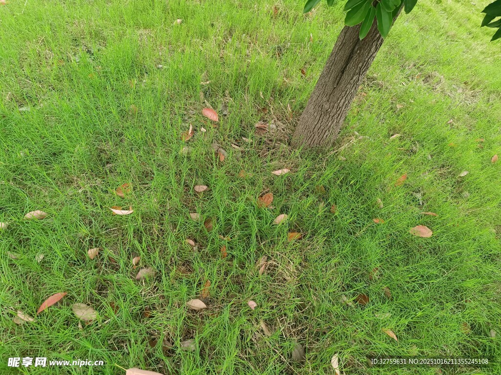 树下绿草与散落枯叶