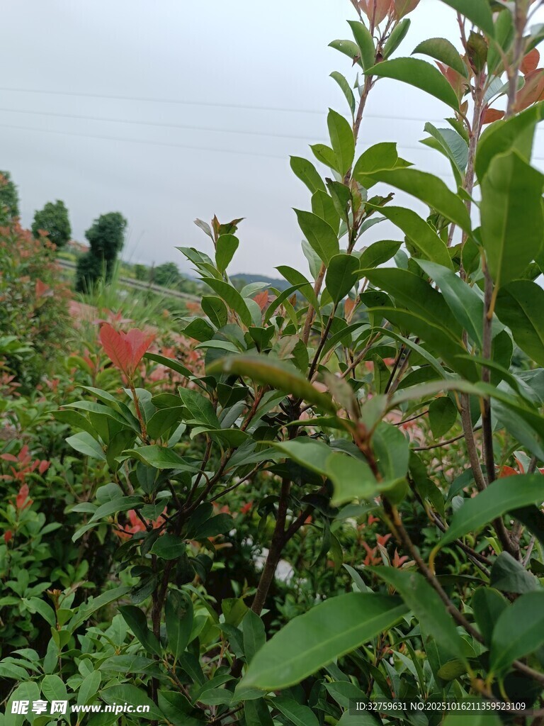野外繁茂的绿植与红花