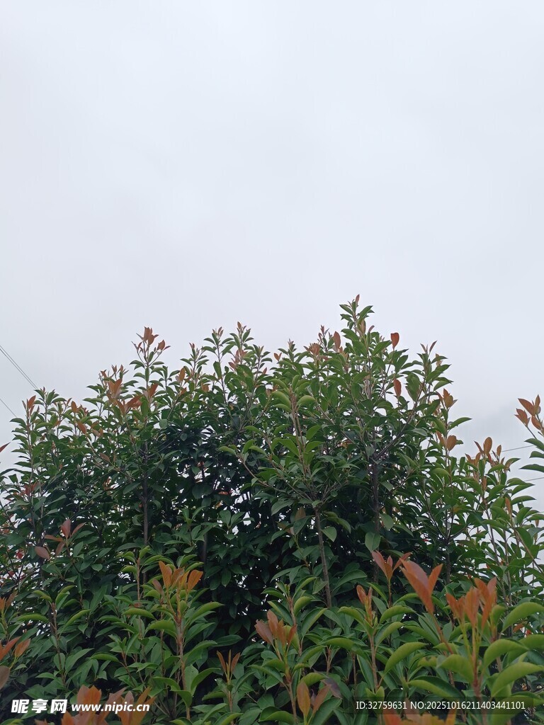 枝叶繁茂的绿树