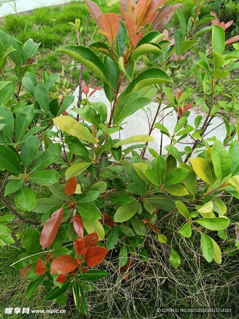 多彩叶片植物景观