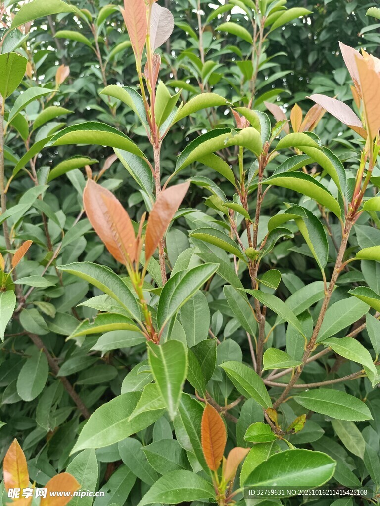 绿叶间的嫩红新叶