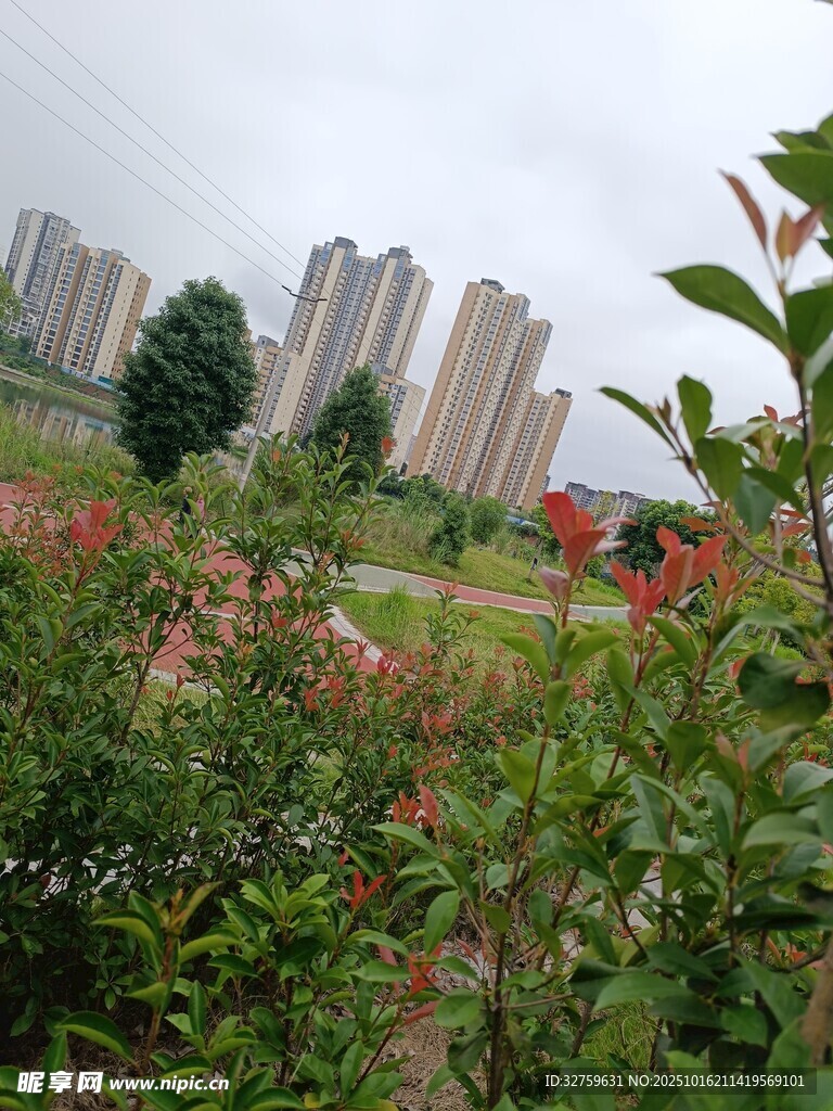 城市边的绿植与高楼景观