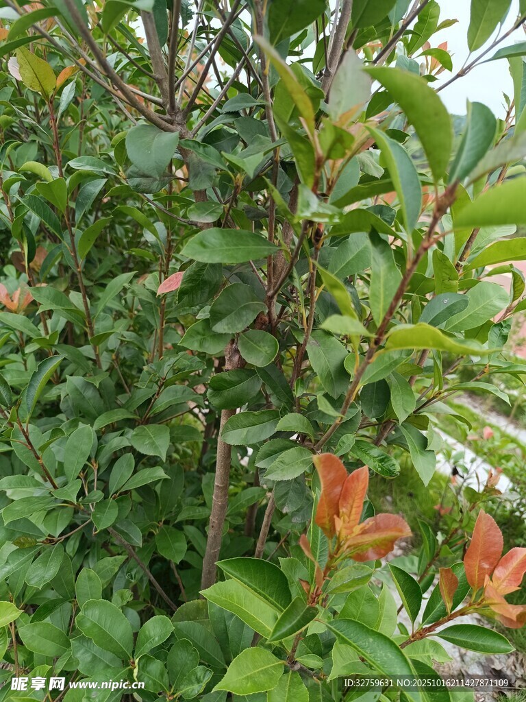 绿叶间的红嫩植物新芽