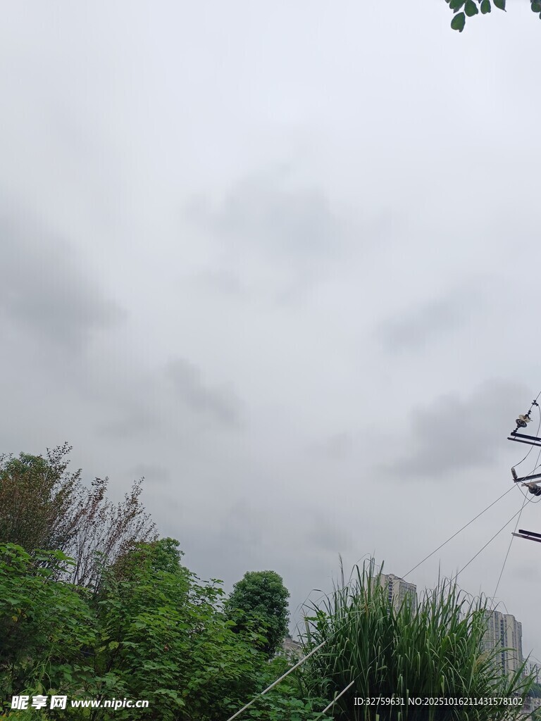 阴天中的绿植景观