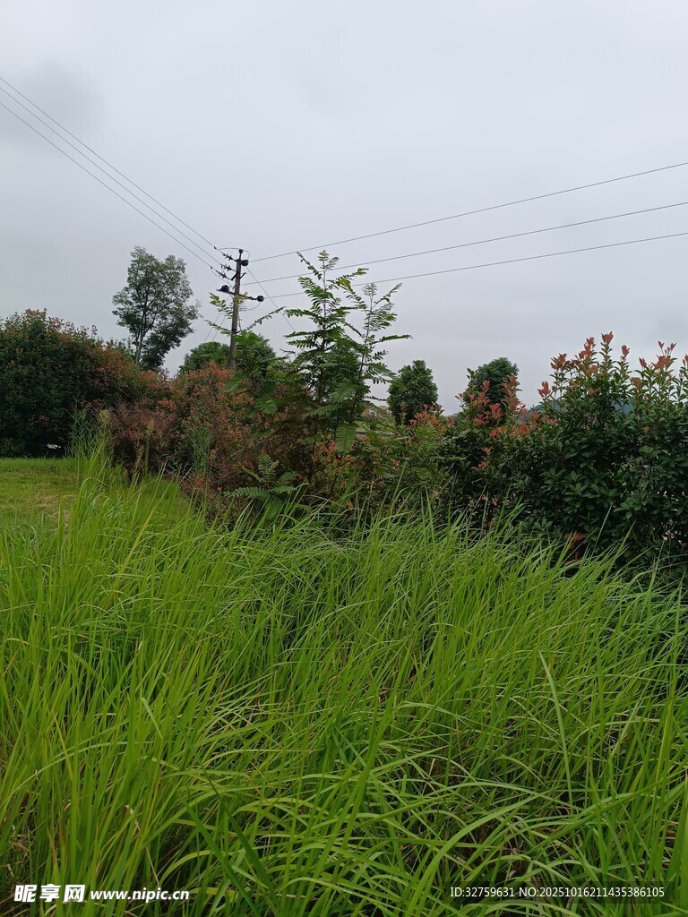 田野中的葱郁绿植景观