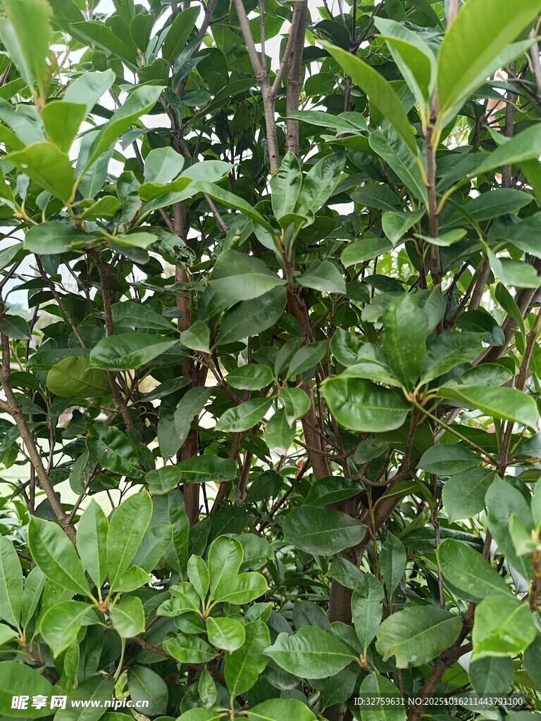 绿叶繁茂的植物景象