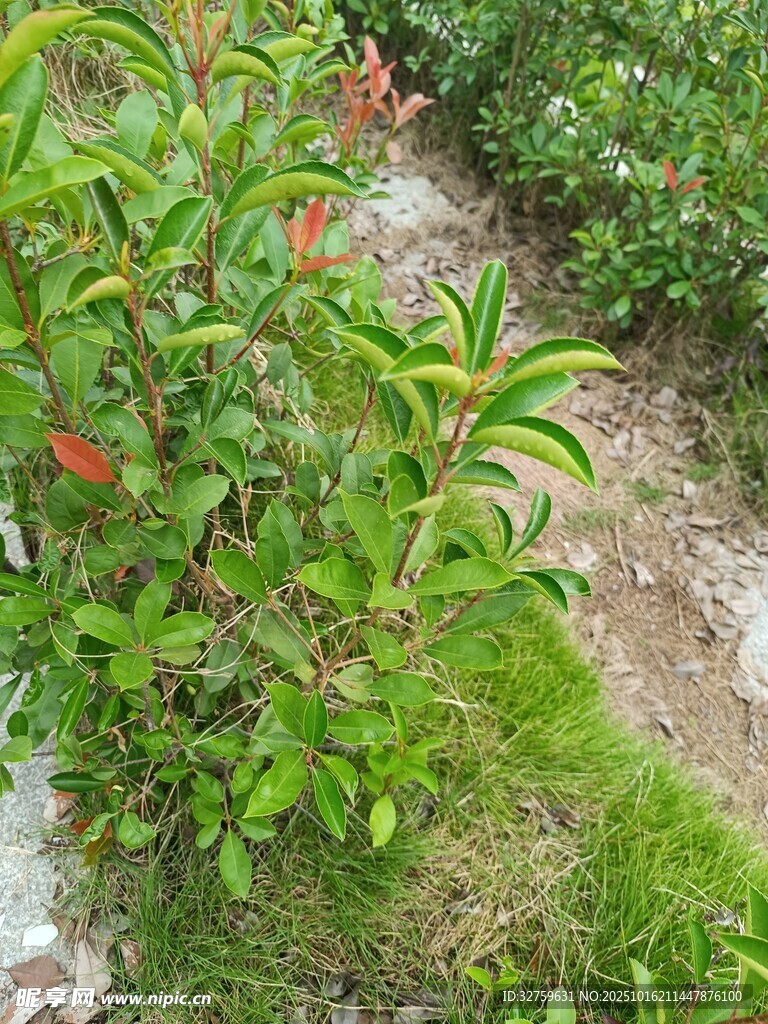 绿叶间的红色花卉景观