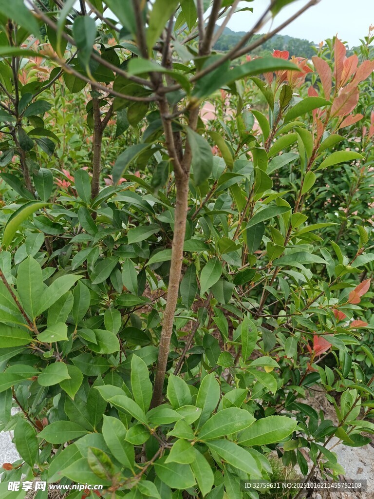 绿叶繁茂的植物景观