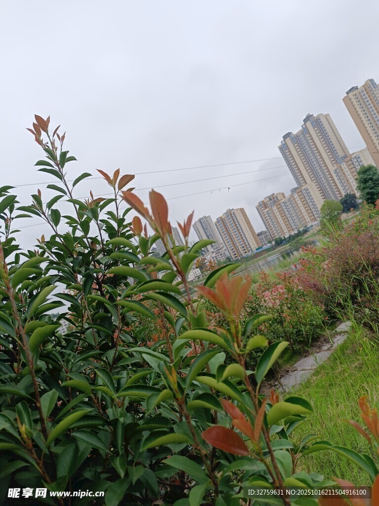 城市绿植旁的高楼景观